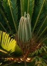 Selective focus on young leaves and sprouts of tropical palm Cycas revoluta thunb.Palm leaves in full frame Royalty Free Stock Photo