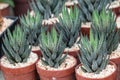 Selective focus Zebra Haworthia Fasciata succulent plant.Cactus and Succulent a hobby plants.