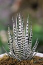 Selective focus Zebra Haworthia Fasciata suculent plant.Cactus and Succulent a hobby plants.