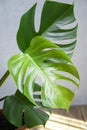 Selective focuse on Bright and green leaves of the monster plant. Evergreen tropical view. Shadow.The concept of home