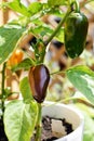 Selective focuse of hot spicy jalapeno brown plant Royalty Free Stock Photo