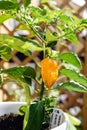 Selective focuse of hot spicy jalapeno brown plant Royalty Free Stock Photo