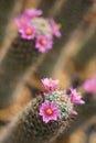 Selective focused of blooming cactus flowers