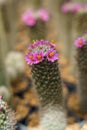 Selective focused of blooming cactus flowers