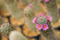 Selective focused of blooming cactus flowers