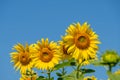 Selective focused on the blooming sunflowers row under the clear blue sky Royalty Free Stock Photo