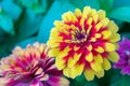 Common Zinnia elegans flower or colorful pink flower in the garden. Royalty Free Stock Photo