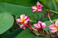 Selective focused fully blossomed red frangipani or plumeria flowers in the garden Royalty Free Stock Photo