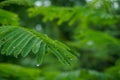 Selective focused green leaf with water drops