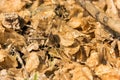 Selective focused on fallen dried leaves on the floor background