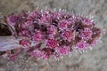 Selective focused pink inflorescences of PetasÃÂ­tes with white stamens, arranged in clusters on a thick fluted stem