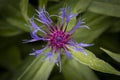 Selective focused shot of a purple-petaled passion flower with green leaves on a blurred background Royalty Free Stock Photo