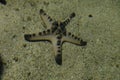 Selective focused of a starfish resting on the shallow tide pool. Royalty Free Stock Photo