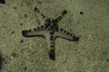 Selective focused of a starfish resting on the shallow tide pool. Royalty Free Stock Photo