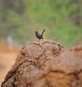 Selective focused view of black sparrow in an Indian village