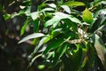 Selective focused view of leaves