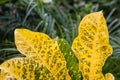 Selective focused yellow and green spotted decorative ornamental leaves close up