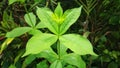 Selective focusing on forth green leave-buds by 4 leaves in each level. Symmetry concept