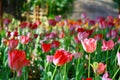 Selective focusing on Group of colorful tulip with red and pink lit by sunlight in the garden