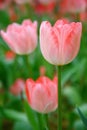 Selective focusing on light pink tulip with soft focus of many tulips surrounding in the garden background Royalty Free Stock Photo