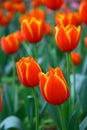 Selective focusing on Orange-red tulips in the spring garden with soft blurry background