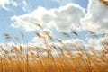 Selective focusing. A rare field of Golden spikelets against a blue sky with pronounced bright white clouds