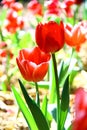Selective focusing on Red tulip with soft focus of many tulips surrounding in the garden background Royalty Free Stock Photo