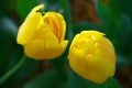 Selective focusing on Yellow tulips in the spring garden with soft blurry background