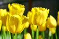 Selective focusing on Yellow tulips in the spring garden with soft blurry background