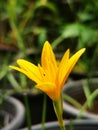 Selective focusing on Zephyranthes Flavissima blooming with garden background under sunshine. Rain lily is flower of West wind