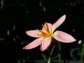 Selective focusing of Zephyranthes Pink Emerald blooming with garden background under sunshine. Rain lily is flower of West wind