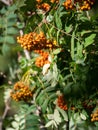 Selective fpcus shot of Orange berries with green leaves in the tree Royalty Free Stock Photo