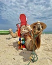 Selective of a funny camel resting on a sandy beach Royalty Free Stock Photo