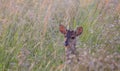 Selective of gray brocket (Mazama gouazoubira) in grass