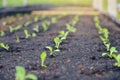 Selective of green seedling, Closeup of small saplings in garden