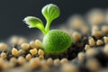 selective Green seedling up close. Growing a green salad from seeds