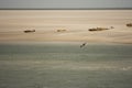 Selective of a gull flying over the sandy beach with seals Royalty Free Stock Photo