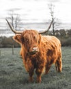 Selective of a hairy Highland Cow Scotland in a field