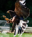 Selective of Harris's hawk (Parabuteo unicinctus) flying in a zoo Royalty Free Stock Photo