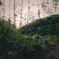 Selective landscape photo focused on eucalyptus forest