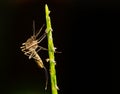 Selective macro focus of mosquito on leaf on blurred dark background