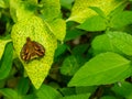 Selective micro focus small butterfly photography. Royalty Free Stock Photo