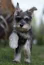 Selective of a miniature Schnauzer running in the park