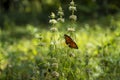 Selective of a monarch butterfly () on a flower in a field Royalty Free Stock Photo