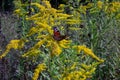 Selective of a peacock butterfly on yellow flowers Royalty Free Stock Photo