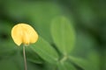 Selective Peanut flower branch field blurred background, abstract textured Royalty Free Stock Photo