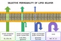 Selective permeability of lipid bilayer. Semipermeable cell membrane.