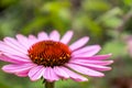 Selective of purple coneflower (Echinacea purpurea) in a garden Royalty Free Stock Photo