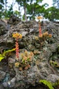Selective of Sedum divergens plant on rocks Royalty Free Stock Photo