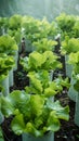 Hydroponics farm yields fresh, organic green vegetables, sustainable agriculture